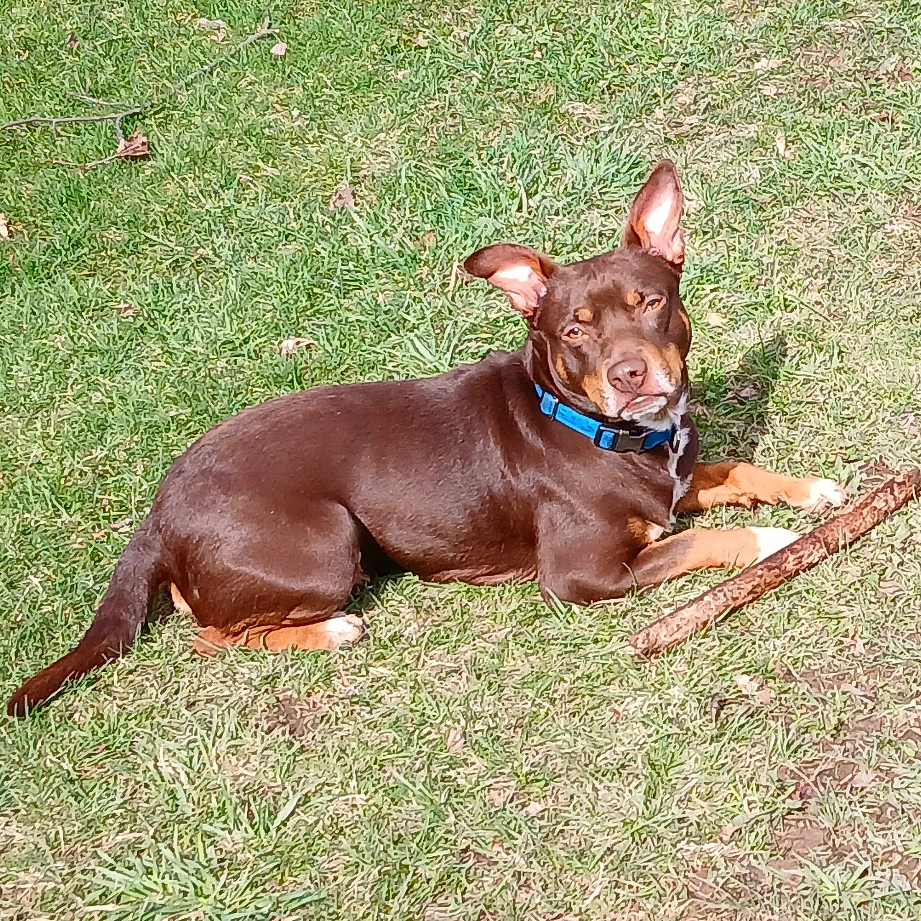 Elvis