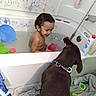 Elvis joined the competition — help win amazing prizes! toddler, bath, bathtub, dog, chocolate_dog, child, water, bath_toy, scribbles, drawing, happy, smiling, playful, chain_collar, indoor, bathroom, towel, toy, curious, fun
