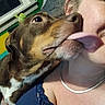 Elvis is registered to the contest to win money with this photo: dog, person, licking, face, smile, indoor, window, green_wall, necklace, blue_shirt, close_up, pet, affection, tongue, fur, human, friendship, happy, cute, cozy
