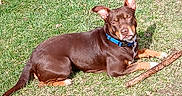 Elvis is registered to the contest to win money with this photo: dog, grass, outdoor, sunlight, collar, brown, pet, animal, canine, stick, laying_down, nature, summer, daylight, fur, ears, muzzle, relaxed, playful, companion
