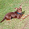 dog, grass, outdoor, sunlight, collar, brown, pet, animal, canine, stick, laying_down, nature, summer, daylight, fur, ears, muzzle, relaxed, playful, companion