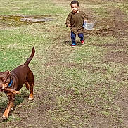 Elvis is registered to the contest to win money with this photo: toddler, dog, grass, outdoor, playing, stick, child, running, nature, tree, field, happy, casual_clothing, brown_dog, blue_collar, green_grass, bare_trees, daylight, young_child, fun