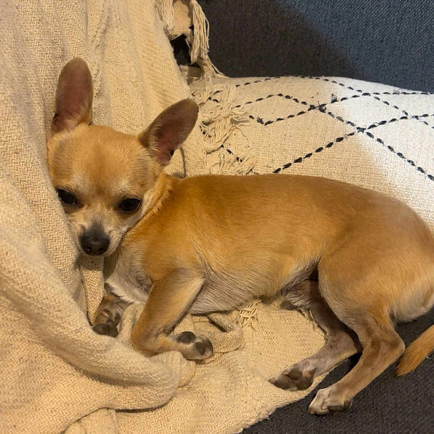 Cookie participe au concours pour gagner de l'argent avec cette photo : animal, beige_blanket, blanket, chihuahua, couch, cozy, cute, dog, ears, fur, gray_couch, home, indoor, paw, pet, relaxed, resting, sleepy, small_dog, tan_dog