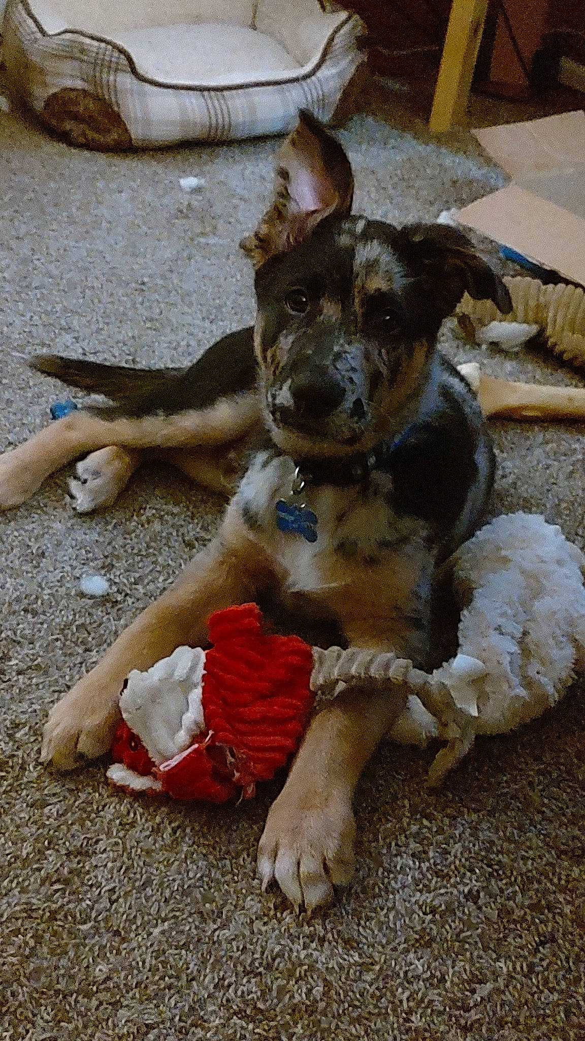 Hutchinson joined the competition — help win amazing prizes! canidae, carnivore, companion_dog, dog, dog_breed, dog_collar, dog_supply, fawn, foot, fur, guard_dog, herding_dog, paw, schnauzer, snout, sporting_group, street_dog, terrier, working_animal, working_dog