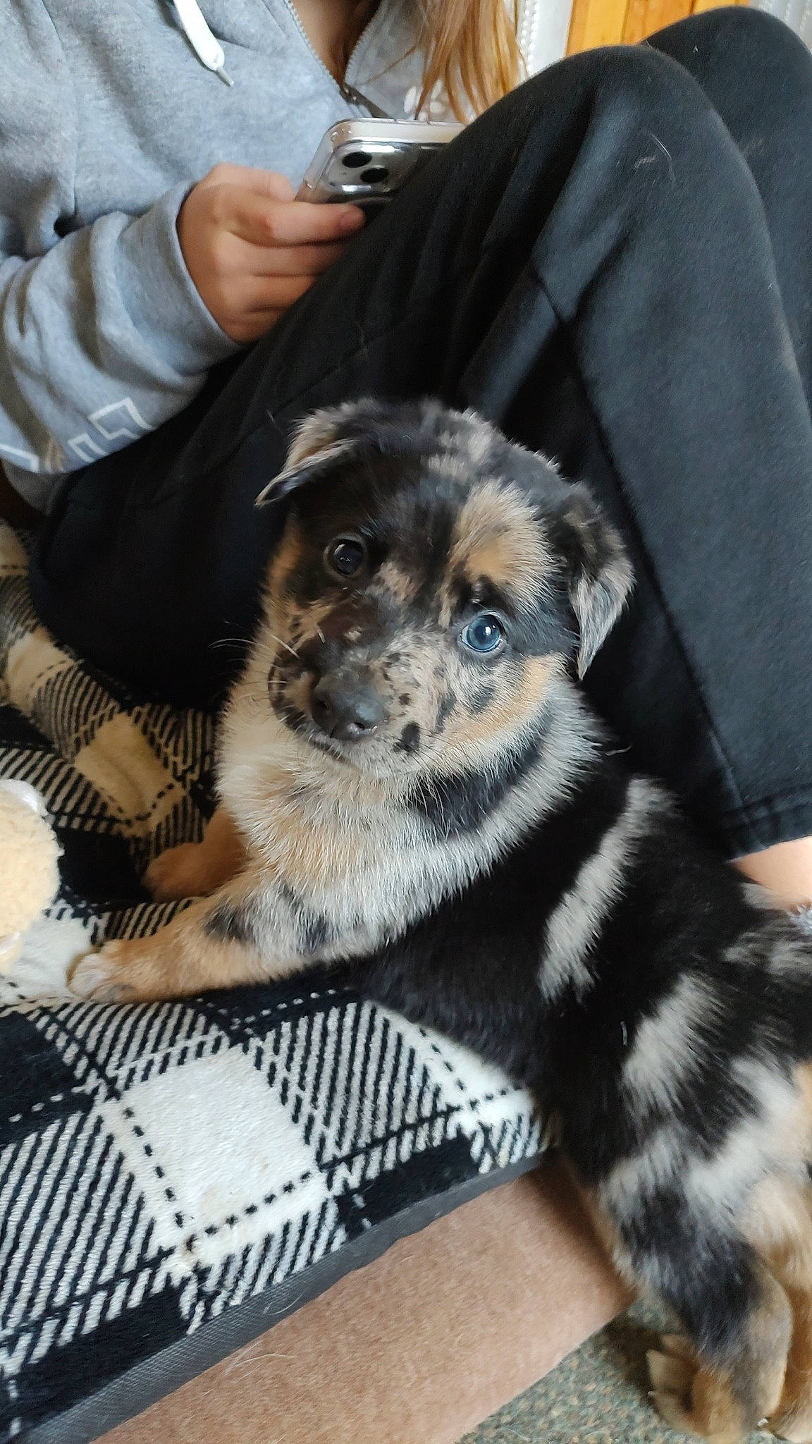 Hutchinson joined the competition — help win amazing prizes! canidae, carnivore, companion_dog, couch, dog, dog_breed, fur, paw, puppy_love, sitting, sleeve, snout, sporting_group, toy_dog, whiskers, working_dog