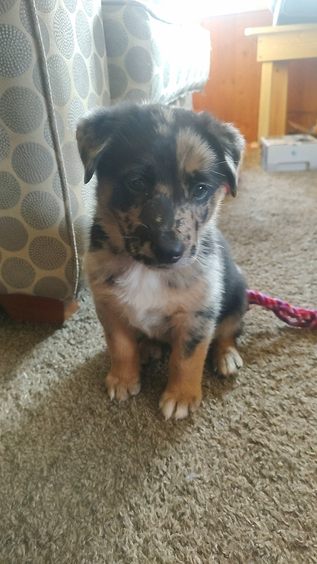 Hutchinson is registered to the contest to win money with this photo: australian_shepherd, canidae, carnivore, companion_dog, dog, dog_breed, flooring, fur, pattern, puppy, snout, sporting_group, street_dog, texas_heeler, whiskers, working_animal, working_dog