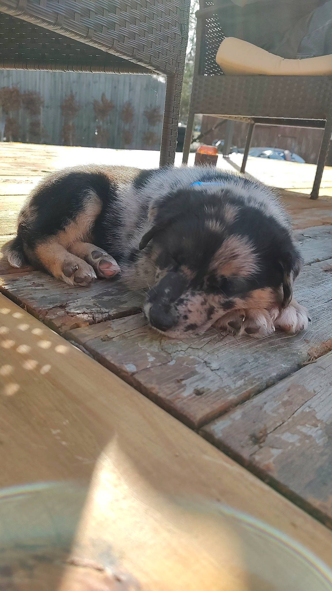 Hutchinson joined the competition — help win amazing prizes! canidae, carnivore, chair, claw, comfort, companion_dog, dog, dog_breed, floor, flooring, foot, fur, hardwood, outdoor_furniture, paw, snout, sporting_group, tail, terrestrial_animal, wood