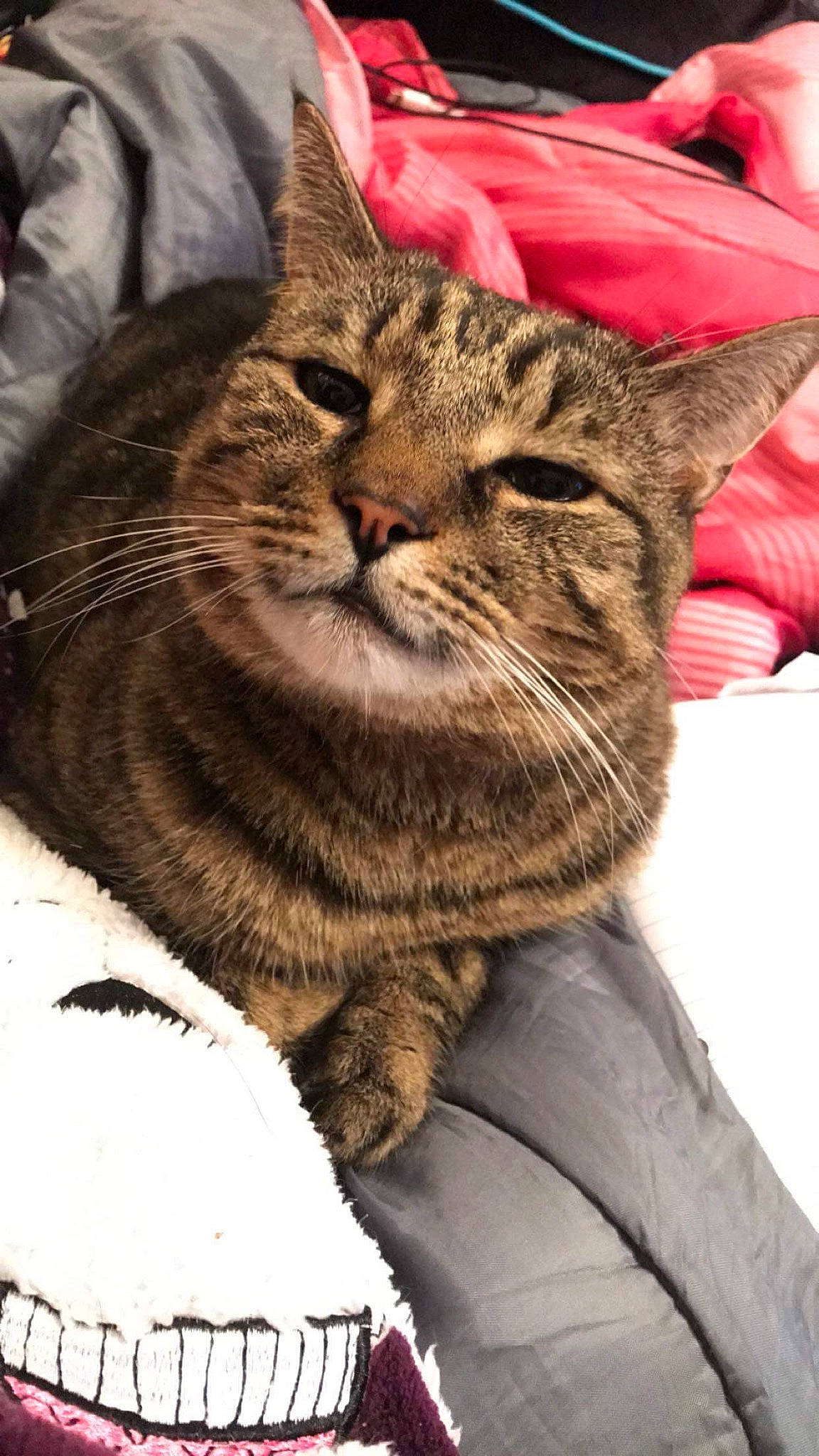 Logan joined the competition — help win amazing prizes! aegean_cat, american_shorthair, american_wirehair, asian, australian_mist, california_spangled, carnivore, cat, domestic_short_haired_cat, dragon_li, european_shorthair, felidae, kitten, mammal, pixie_bob, small_to_medium_sized_cats, tabby_cat, whiskers, wild_cat