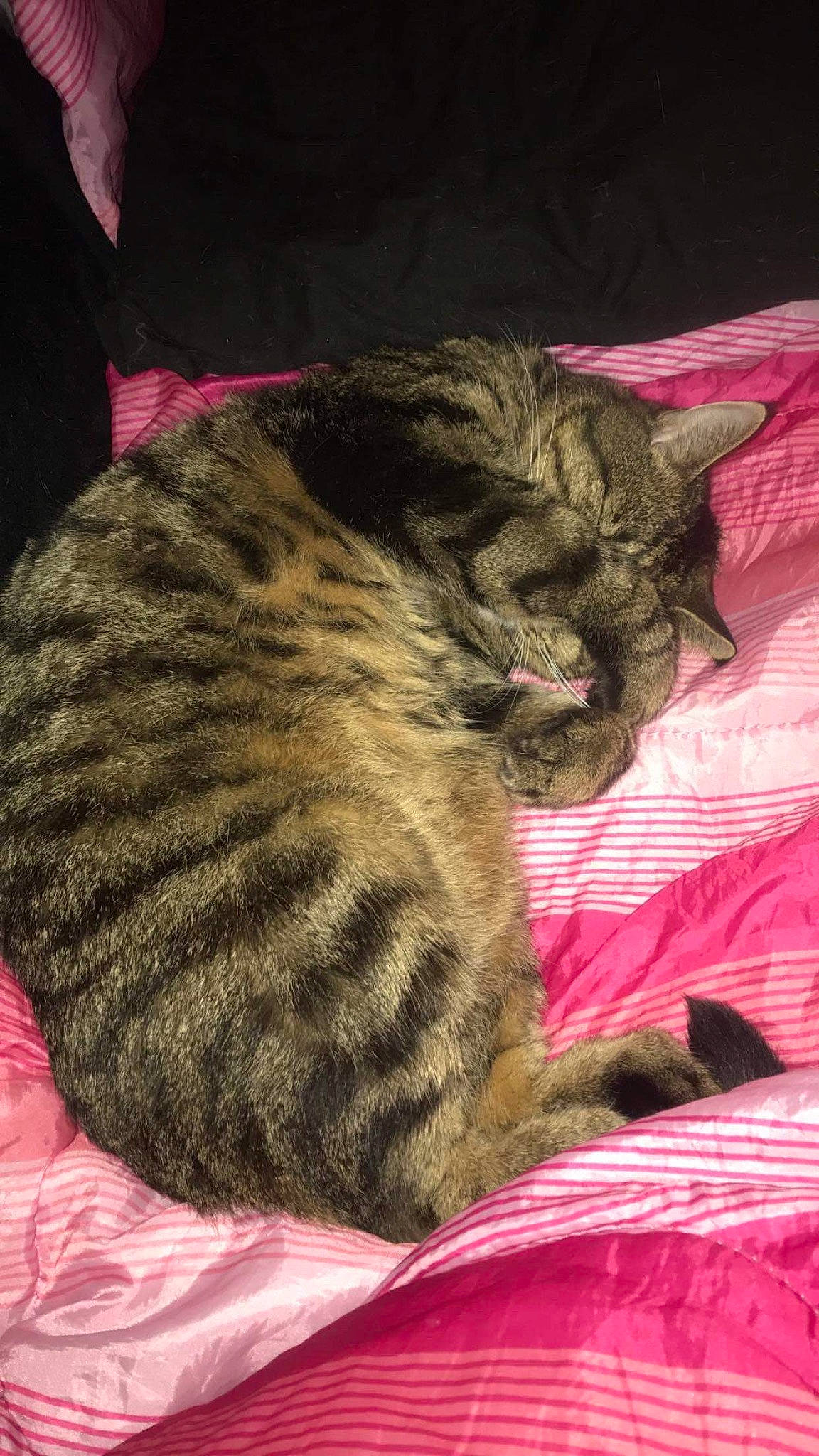 Logan joined the competition — help win amazing prizes! asian, california_spangled, carnivore, cat, domestic_short_haired_cat, dragon_li, egyptian_mau, european_shorthair, fawn, felidae, fur, kitten, mammal, nap, ocicat, pixie_bob, sleep, small_to_medium_sized_cats, tabby_cat, whiskers