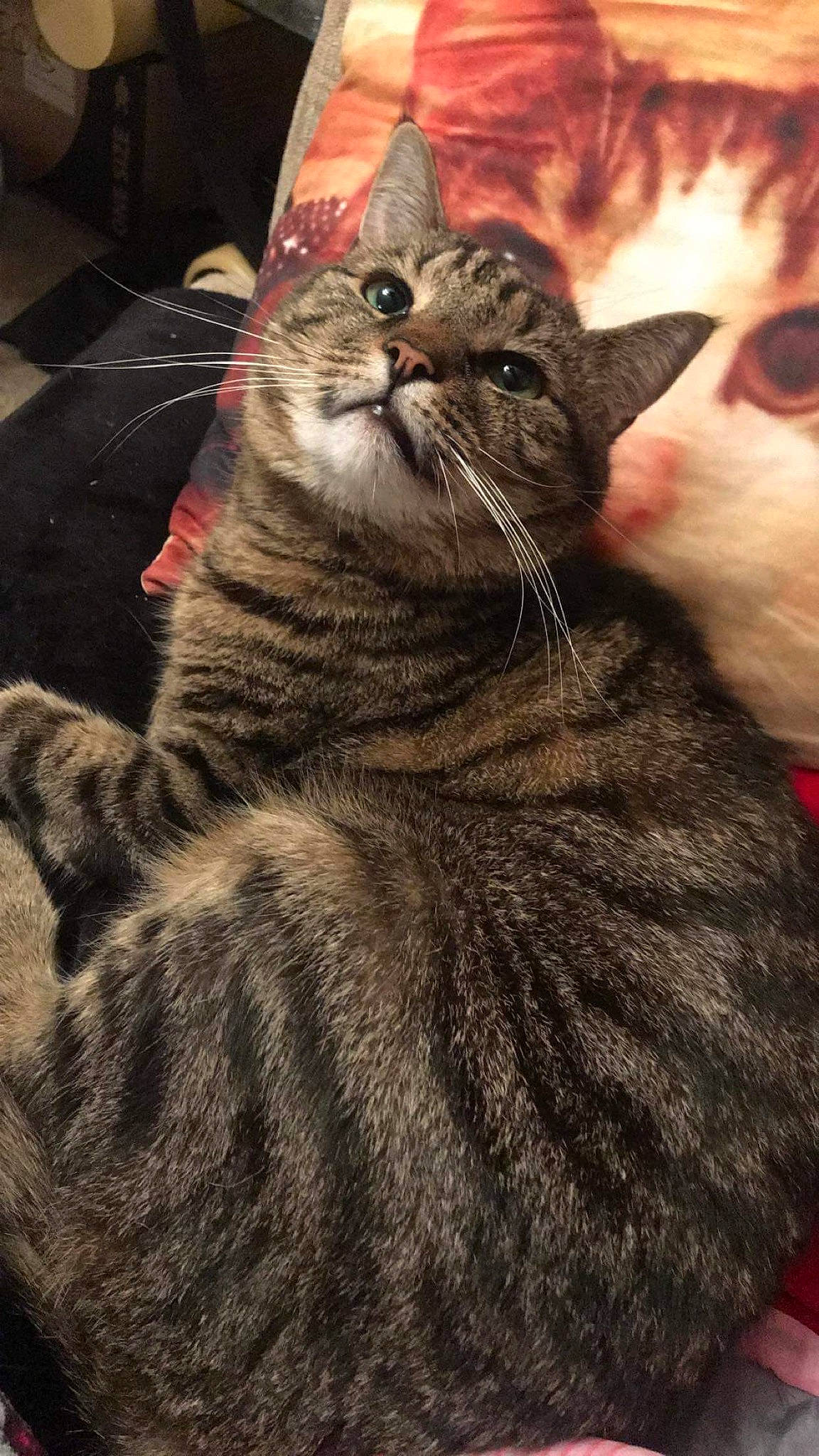 Logan is registered to the contest to win money with this photo: american_bobtail, american_shorthair, asian, british_shorthair, california_spangled, carnivore, cat, domestic_short_haired_cat, dragon_li, european_shorthair, felidae, fur, kitten, mammal, pixie_bob, small_to_medium_sized_cats, tabby_cat, toyger, whiskers