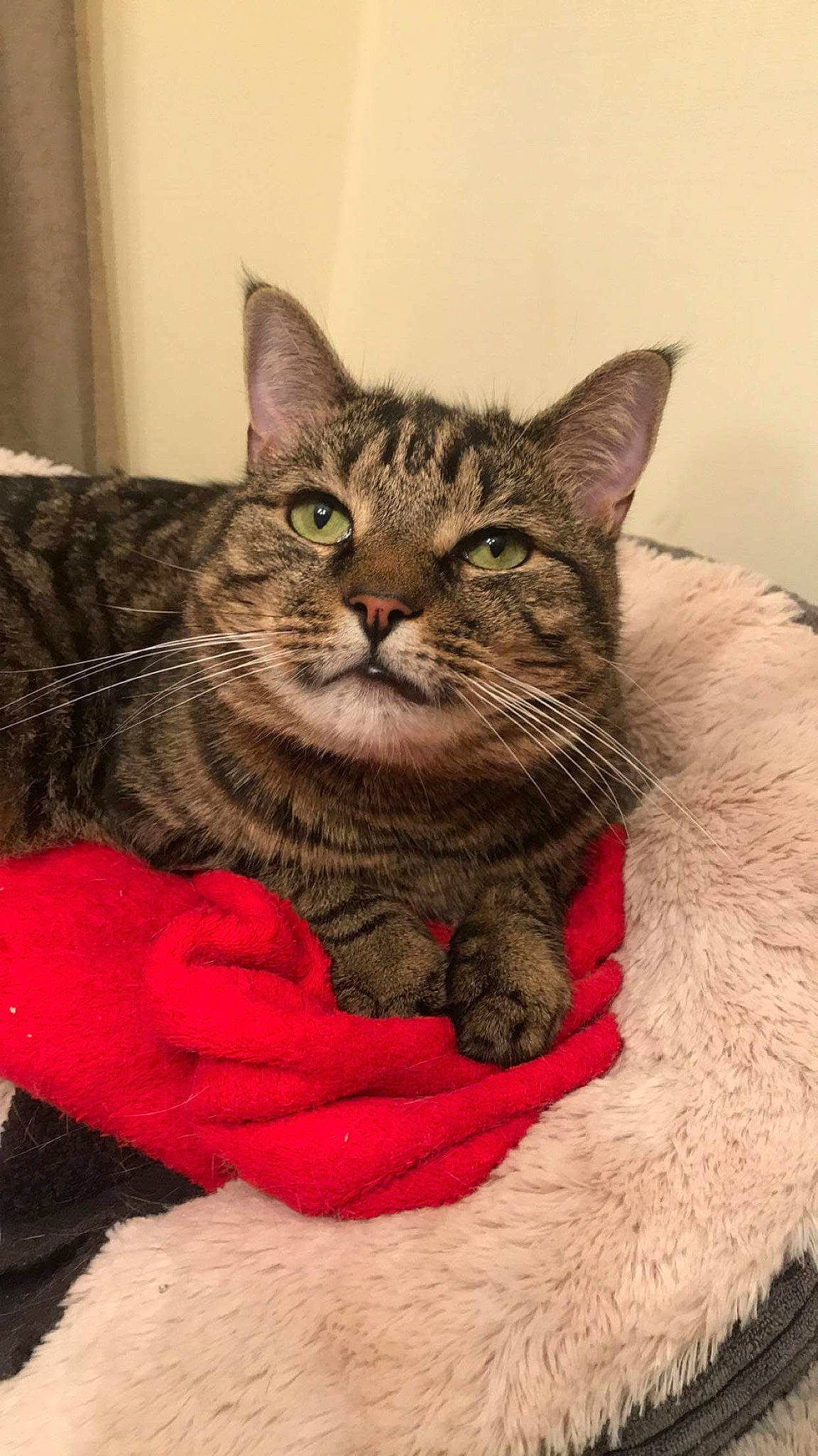 Logan is registered to the contest to win money with this photo: american_bobtail, american_shorthair, asian, australian_mist, california_spangled, carnivore, cat, domestic_short_haired_cat, dragon_li, european_shorthair, felidae, german_rex, kitten, mammal, pixie_bob, small_to_medium_sized_cats, snout, tabby_cat, vertebrate, whiskers