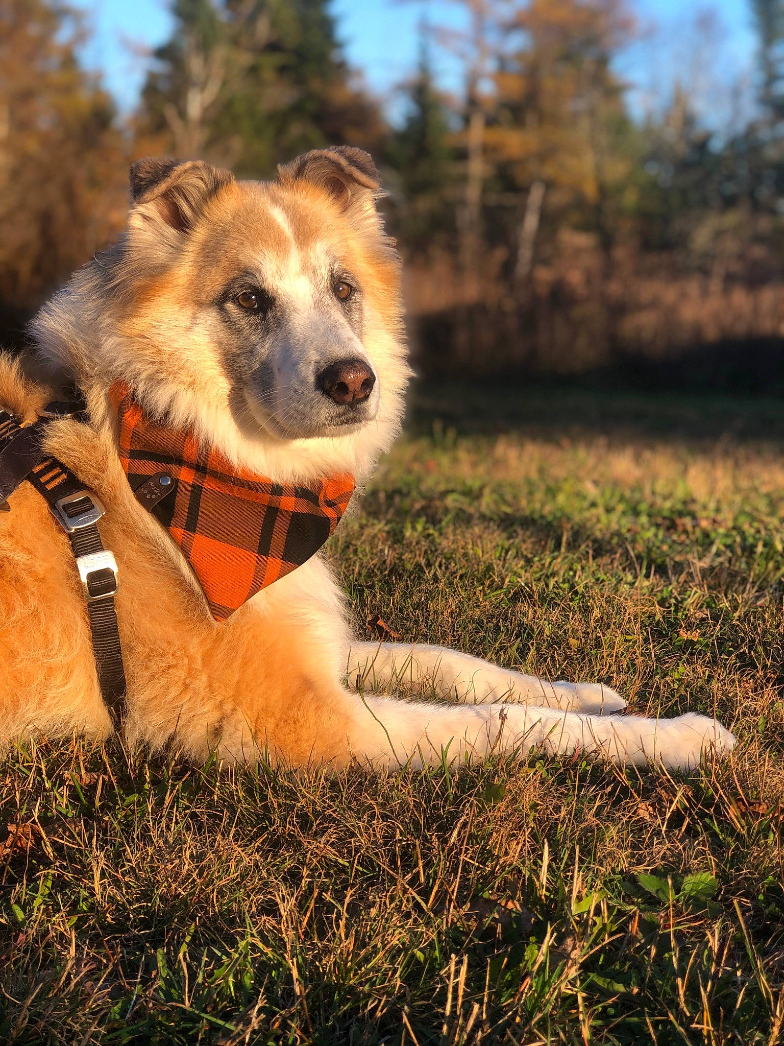 Leonard is registered to the contest to win money with this photo: canidae, carnivore, companion_dog, dog, dog_breed, fawn, fur, grass, grassland, happy, landscape, plant, sky, snout, sporting_group, tail, terrestrial_animal, tree, whiskers, wildlife