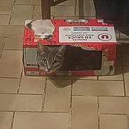Zézétte participe au concours pour gagner de l'argent avec cette photo : cat, cardboard_box, floor, tile_floor, indoor, pet, animal, curious, feline, box, sitting, looking, domestic_cat, household, wooden_chair, brown, red, white, closeup, portrait