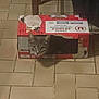 cat, cardboard_box, floor, tile_floor, indoor, pet, animal, curious, feline, box, sitting, looking, domestic_cat, household, wooden_chair, brown, red, white, closeup, portrait