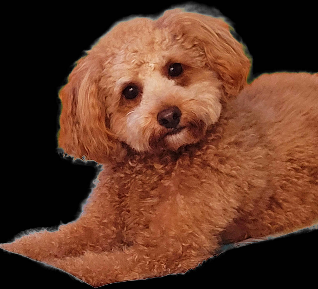 Sandy participe au concours pour gagner de l'argent avec cette photo : brown, canidae, carnivore, companion_dog, dog, dog_breed, fur, liver, maltepoo, pet_supply, poodle, shih_poo, snout, sporting_group, terrestrial_animal, terrier, toy_dog, water_dog, working_animal, yorkipoo