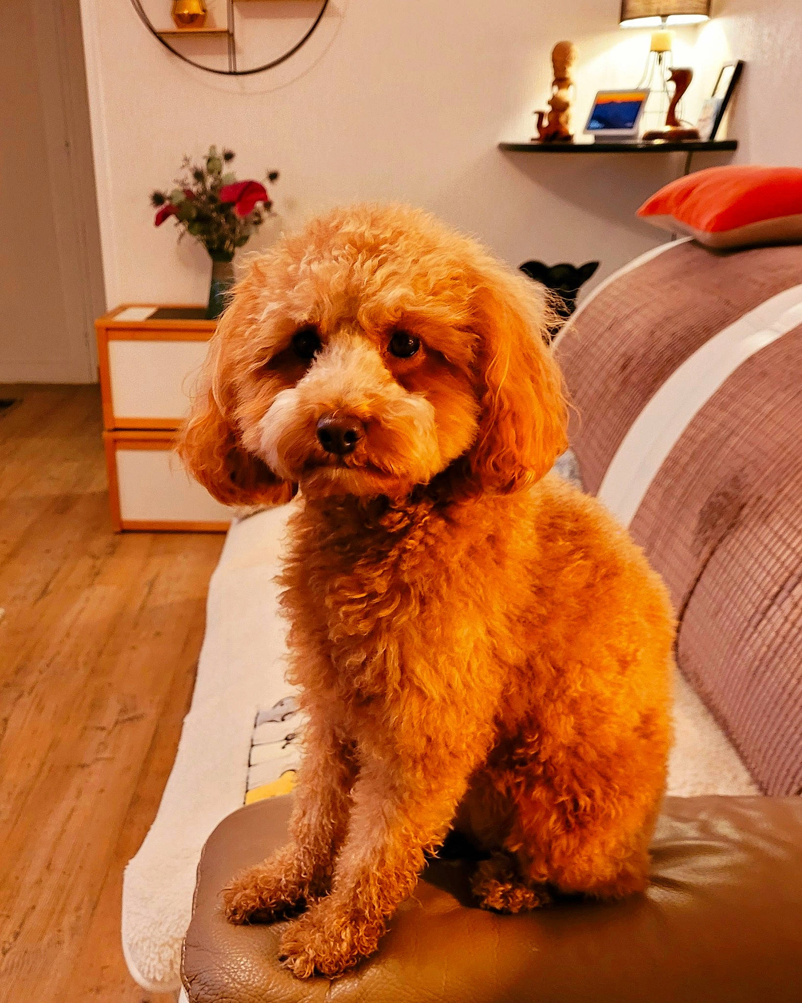 Sandy a rejoint le concours — aidez-le/la à gagner de superbes lots ! canidae, carnivore, chair, companion_dog, dog, dog_breed, door, fawn, flooring, flowerpot, fur, houseplant, orange, picture_frame, plant, poodle, sporting_group, toy_dog, water_dog, working_animal