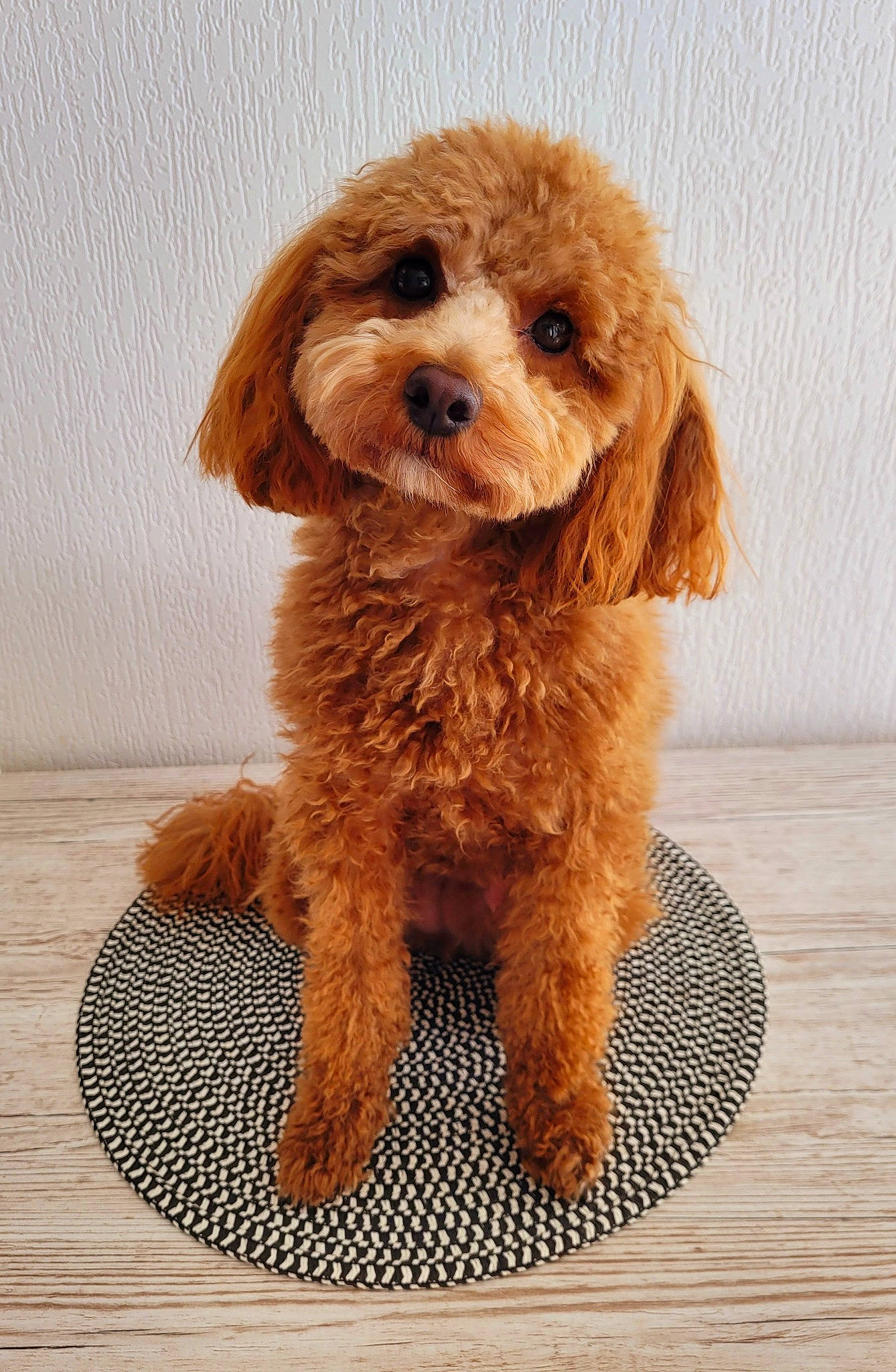 Sandy participe au concours pour gagner de l'argent avec cette photo : canidae, carnivore, companion_dog, dog, dog_breed, dog_supply, fawn, fur, liver, maltepoo, pet_supply, snout, sporting_group, terrestrial_animal, toy_dog, water_dog, working_animal