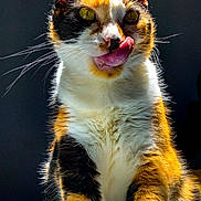 Raclette a rejoint le concours — aidez-le/la à gagner de superbes lots ! cat, calico, animal, pet, fur, whiskers, tongue, licking, ears, eyes, close_up, portrait, indoor, feline, cute, mammal, playful, yellow_eyes, detailed_fur, dark_background