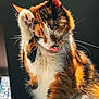 Raclette participe au concours pour gagner de l'argent avec cette photo : cat, calico, pet, animal, fur, whiskers, paw, tongue, grooming, sunlight, indoor, closeup, cute, feline, mammal, portrait, playful, relaxed, orange, white