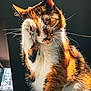 Raclette a rejoint le concours — aidez-le/la à gagner de superbes lots ! cat, calico, grooming, paw, whiskers, fur, sunlight, indoor, pet, animal, closeup, cute, feline, portrait, relaxing, warm_light, soft, cozy, sleepy, domestic