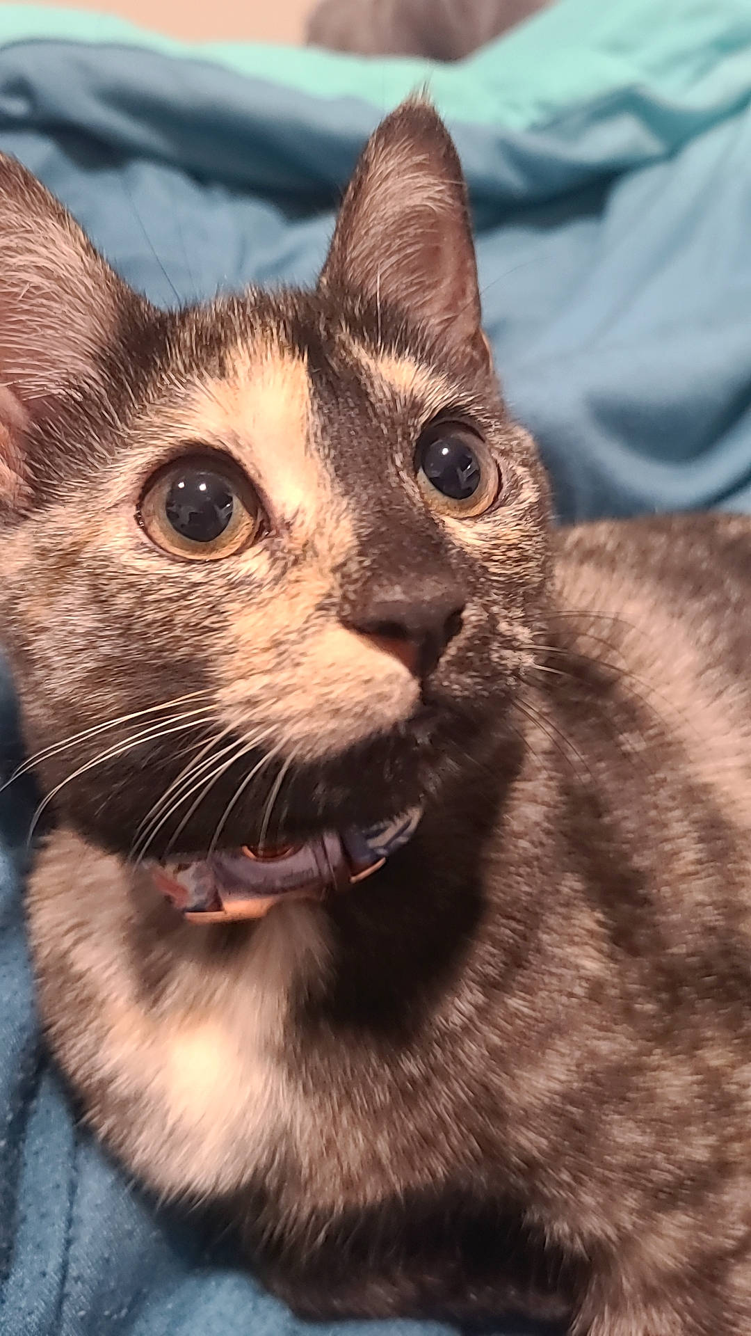 Rory joined the competition — help win amazing prizes! carnivore, cat, collar, domestic_short_haired_cat, felidae, fur, grass, small_to_medium_sized_cats, snout, terrestrial_animal, whiskers, wildlife