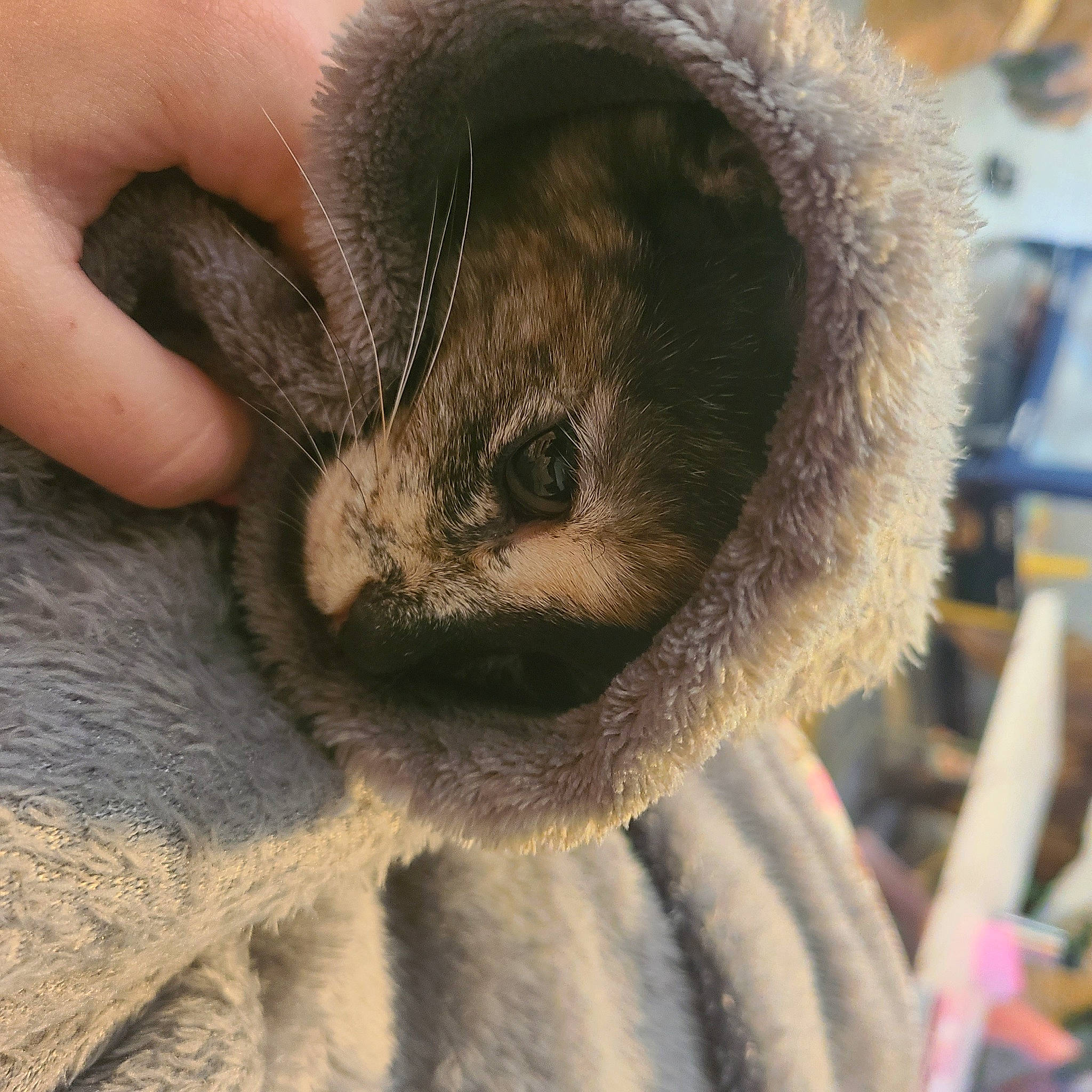 Rory joined the competition — help win amazing prizes! carnivore, cat, claw, comfort, domestic_rabbit, domestic_short_haired_cat, fawn, felidae, fur, gesture, hand, marsupial, nail, paw, shelf, small_to_medium_sized_cats, snout, terrestrial_animal, whiskers, wildlife