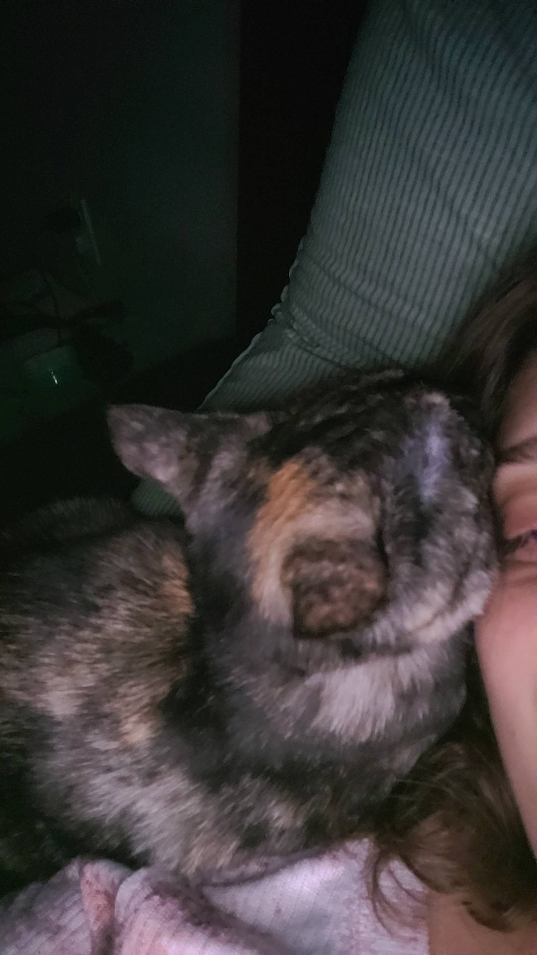 Rory joined the competition — help win amazing prizes! canidae, carnivore, cat, comfort, companion_dog, darkness, dog_breed, domestic_short_haired_cat, ear, felidae, fur, nap, paw, sleep, small_to_medium_sized_cats, snout, tail, terrestrial_animal, whiskers