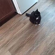 Boots is registered to the contest to win money with this photo: animal, appliance, black_cat, blur, cabinet, cat, curious, domestic_cat, feline, floor, fur, household, indoor, kitchen, pet, sitting, tail, white_chest, white_paws, wooden_floor