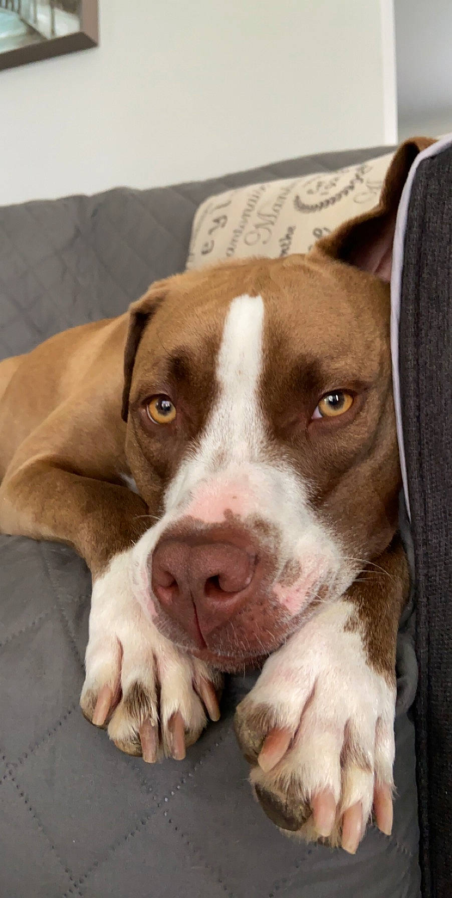 Jetta joined the competition — help win amazing prizes! bored, canidae, carnivore, companion_dog, dog, dog_breed, eye, fawn, fur, liver, non_sporting_group, snout, sporting_group, terrestrial_animal, whiskers, working_animal