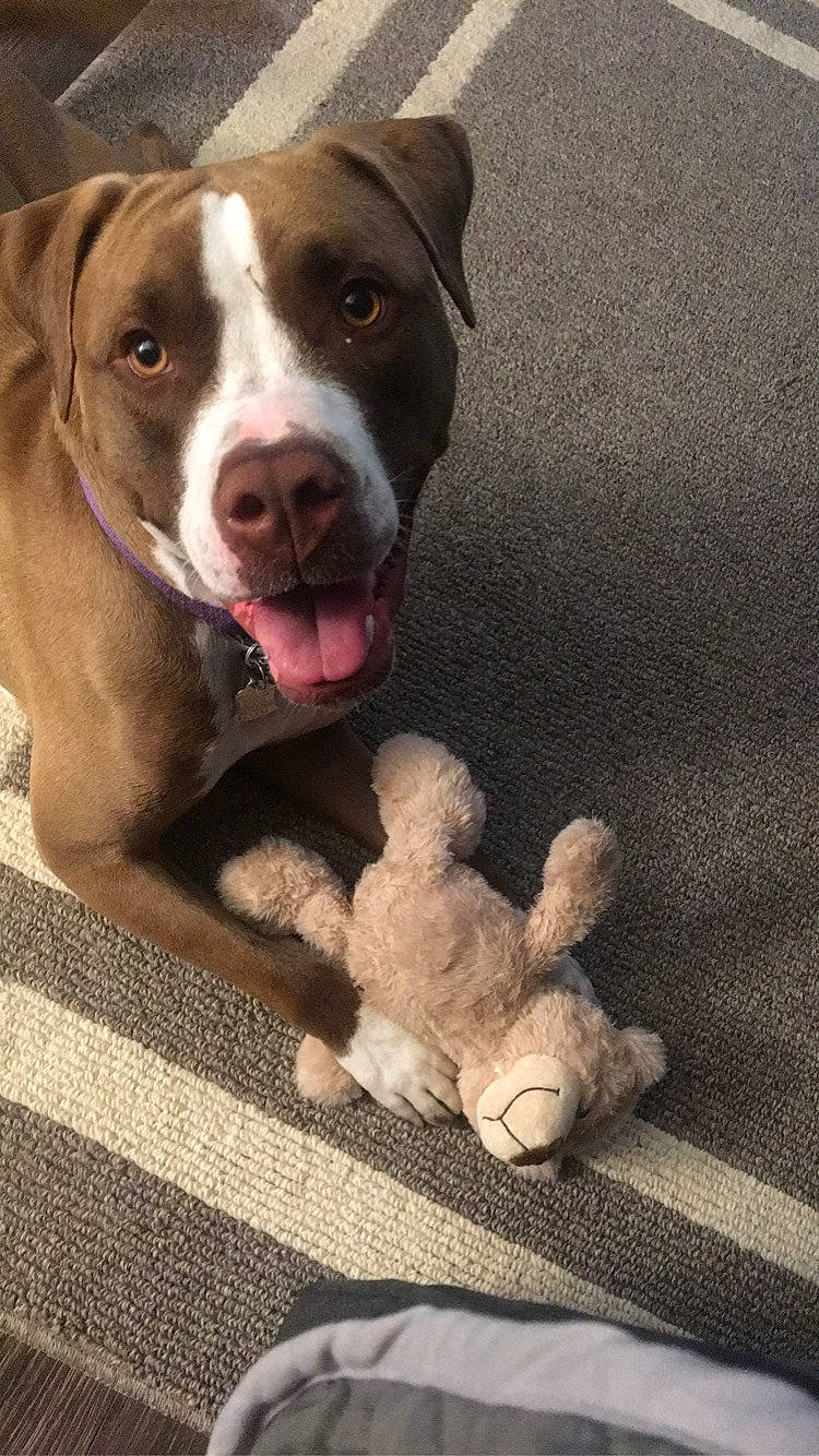 Jetta joined the competition — help win amazing prizes! canidae, carnivore, collar, companion_dog, dog, dog_breed, dog_collar, fawn, fur, gesture, liver, pet_supply, snout, sporting_group, stuffed_toy, tail, toy, whiskers, wood, working_animal