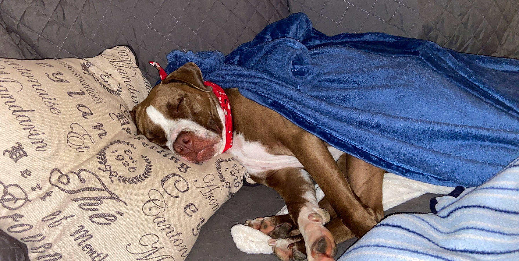 Jetta is registered to the contest to win money with this photo: canidae, carnivore, collar, comfort, companion_dog, dog, dog_breed, dog_supply, electric_blue, fawn, linens, liver, nap, non_sporting_group, pet_supply, snout, terrestrial_animal, whiskers, working_animal