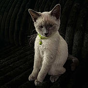Dior joined the competition — help win amazing prizes! alert, animal, bell, cat, collar, cute, dark_background, ears, feline, fur, indoor, kitten, paws, pet, portrait, sitting, soft, texture, whiskers, young