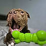 animal, bed, brown_dog, canine, chewing, close_up, cute, dog, domestic_animal, fur, green_toy, happy, indoor, mouth_open, paw, pet, playful, snout, teeth, toy
