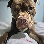 Yogi Bear is registered to the contest to win money with this photo: animal, bed, brown, canine, close_up, companion, cute, dog, ears, expression, face, fur, indoor, lying_down, paws, pet, portrait, sleepy, snout, whiskers