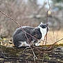 cat, gray_and_white_cat, feline, mossy_log, log, outdoor, nature, bokeh, shallow_depth_of_field, branches, wood, sitting, profile, fur, pet, wildlife, blurred_background, autumn_tones, bark, contemplative