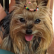 Molly participe au concours pour gagner de l'argent avec cette photo : dog, small_dog, yorkshire_terrier, fluffy_fur, beaded_hair_tie, tongue_out, close_up, pet, animal, cute, happy, portrait, face, ears, fur, friendly, domestic_animal, canine, companion, indoors