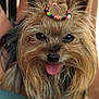 dog, small_dog, yorkshire_terrier, fluffy_fur, beaded_hair_tie, tongue_out, close_up, pet, animal, cute, happy, portrait, face, ears, fur, friendly, domestic_animal, canine, companion, indoors