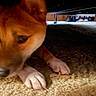 dog, paw, carpet, under_furniture, indoor, curious, brown_fur, pet, animal, cozy, dim_lighting, wooden_furniture, shoes, floor, close_up, canine, snout, ears, curled_paws, shadow