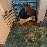 Angel is registered to the contest to win money with this photo: dog, crate, pet_bed, blanket, toy, carpet, indoor, home, furniture, cushion, open_door, resting, animal, canine, fur, looking_back, stuffed_toy, floor, cozy, domestic