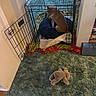 dog, crate, pet_bed, blanket, toy, carpet, indoor, home, furniture, cushion, open_door, resting, animal, canine, fur, looking_back, stuffed_toy, floor, cozy, domestic