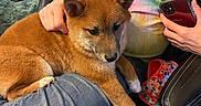 Angel is registered to the contest to win money with this photo: dog, puppy, shiba_inu, person, hand, jeans, colorful_shirt, tie_dye, phone, office_chair, carpet, indoor, petting, casual_clothing, relaxed, cute, fur, animal, lap, seated