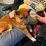 dog, puppy, shiba_inu, person, hand, jeans, colorful_shirt, tie_dye, phone, office_chair, carpet, indoor, petting, casual_clothing, relaxed, cute, fur, animal, lap, seated