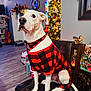 black_spot, chair, christmas_tree, clock, cozy, decor, dog, festive, gifts, holiday, holiday_decorations, indoor, lights, pet, plaid_clothing, sitting, statues, wall_art, white_dog, wood_floor