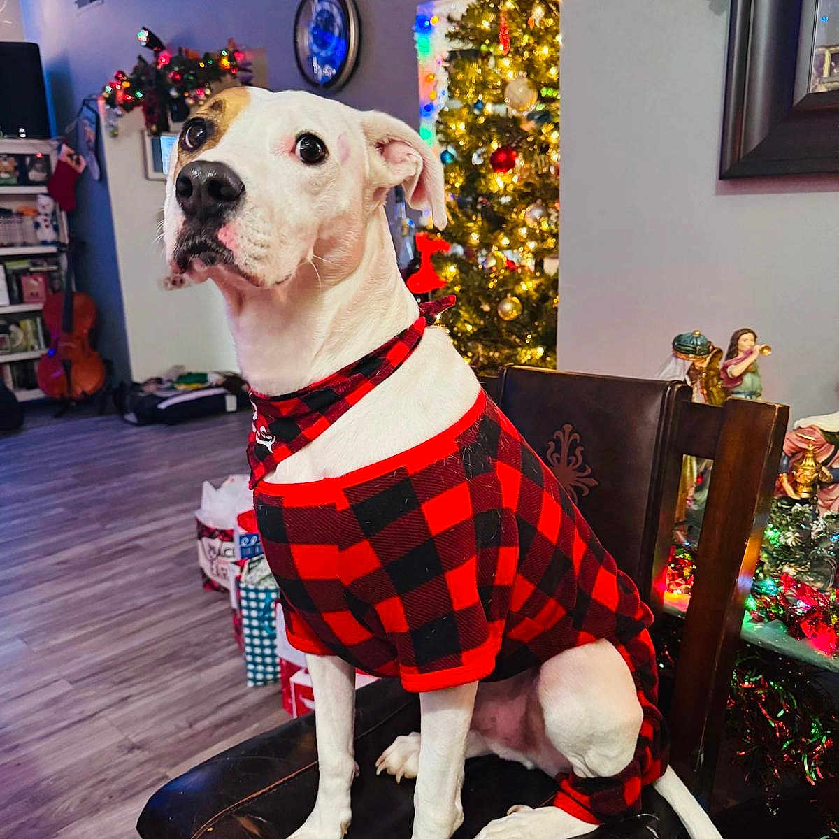Leo joined the competition — help win amazing prizes! black_spot, chair, christmas_tree, clock, cozy, decor, dog, festive, gifts, holiday, holiday_decorations, indoor, lights, pet, plaid_clothing, sitting, statues, wall_art, white_dog, wood_floor