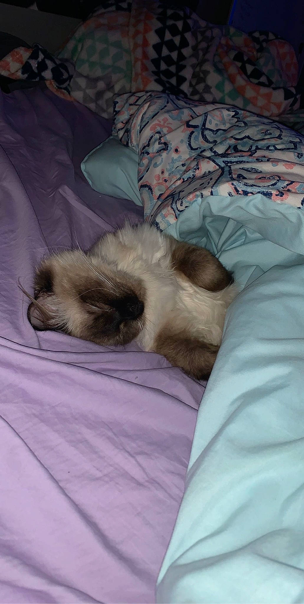 Mister joined the competition — help win amazing prizes! bed, birman, carnivore, cat, comfort, companion_dog, dog_breed, duvet, fawn, felidae, fur, linens, ragdoll, siamese, small_to_medium_sized_cats, snout, sporting_group, tail, toy_dog, whiskers