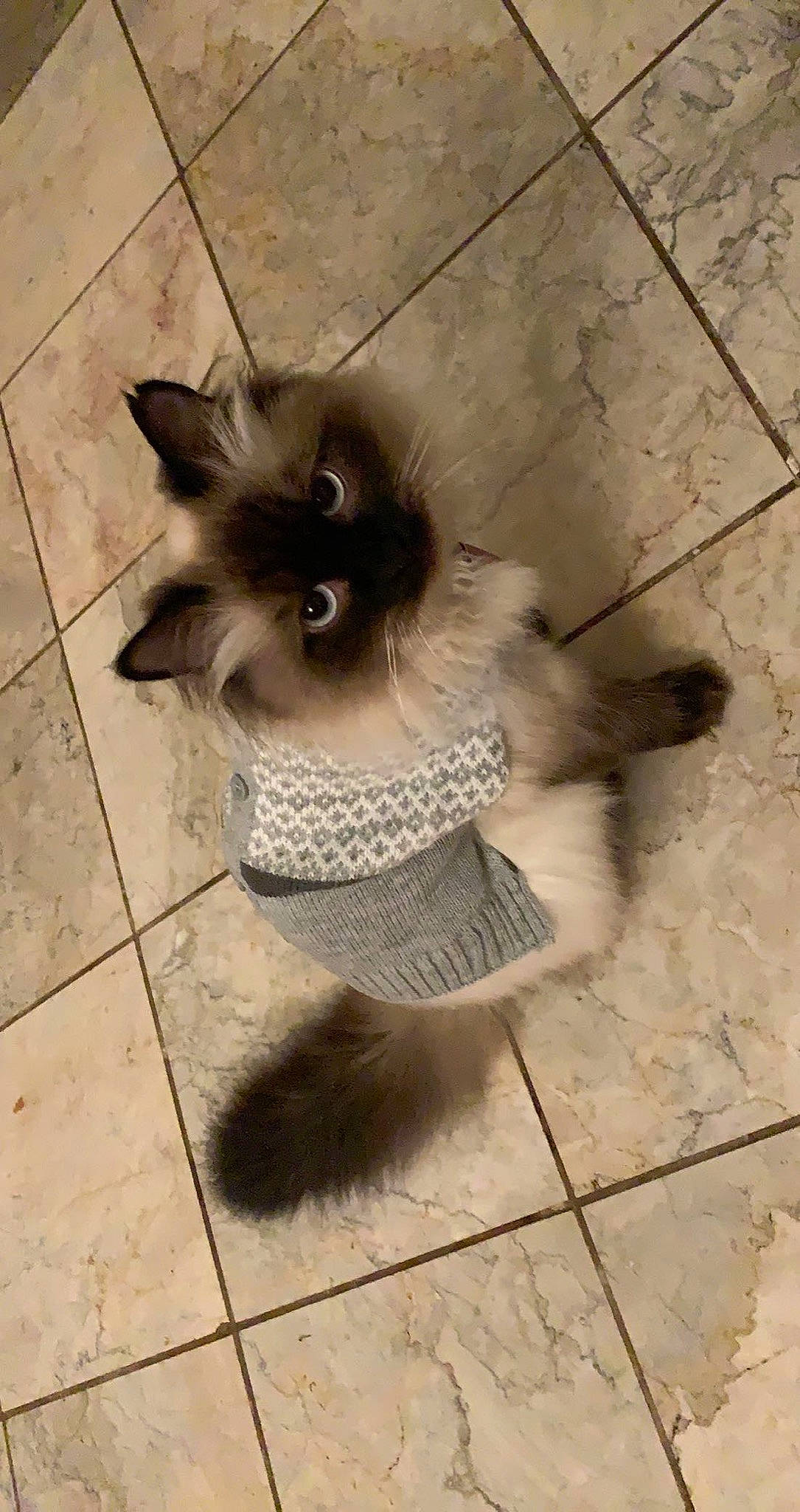 Mister joined the competition — help win amazing prizes! carnivore, cat, circle, dog_breed, eye, fawn, felidae, floor, flooring, fur, grey, musical_instrument, paw, road_surface, sidewalk, small_to_medium_sized_cats, snout, tail, whiskers, wood