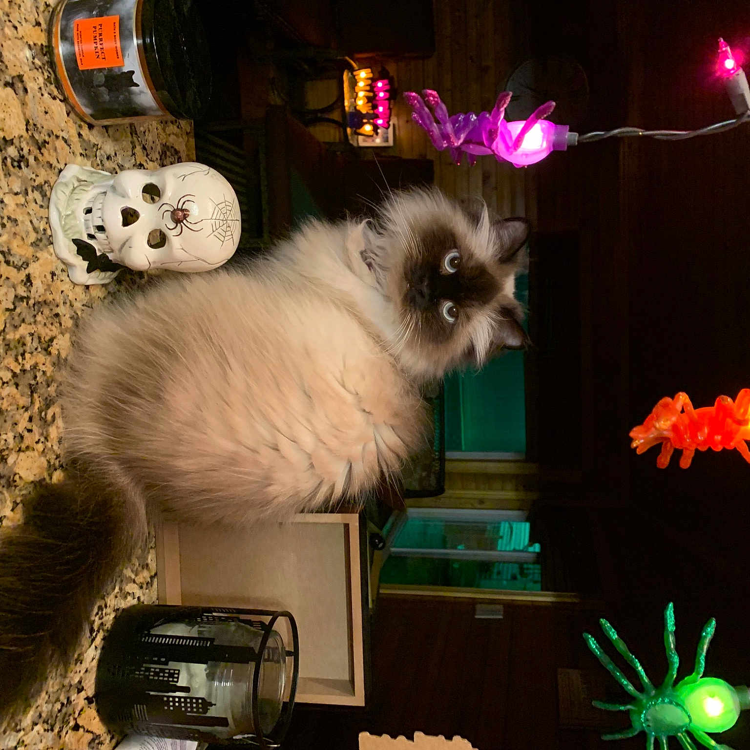 Mister is registered to the contest to win money with this photo: art, birman, carnivore, cat, companion_dog, dog_breed, event, fawn, felidae, fur, green, light, lighting, magenta, photography, ragdoll, siamese, small_to_medium_sized_cats, tail, whiskers