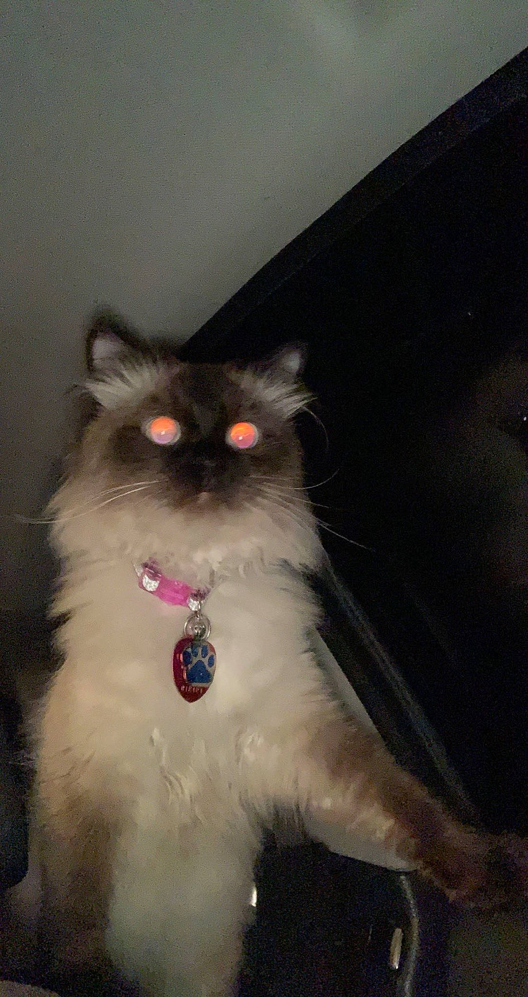 Mister is registered to the contest to win money with this photo: british_longhair, carnivore, cat, claw, fawn, felidae, foot, fur, paw, plant, sitting, small_to_medium_sized_cats, snout, tail, terrestrial_animal, whiskers