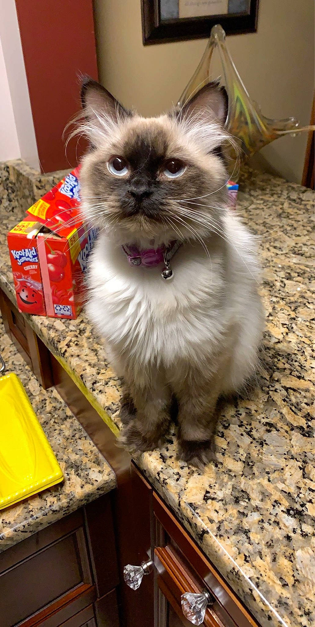 Mister joined the competition — help win amazing prizes! birman, box, cardboard, carnivore, cat, domestic_short_haired_cat, fawn, felidae, flooring, fur, hardwood, ragdoll, shipping_box, siamese, small_to_medium_sized_cats, snout, tail, thai, whiskers, wood