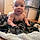 Waylon